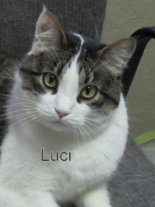 Luci