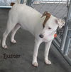 Buster