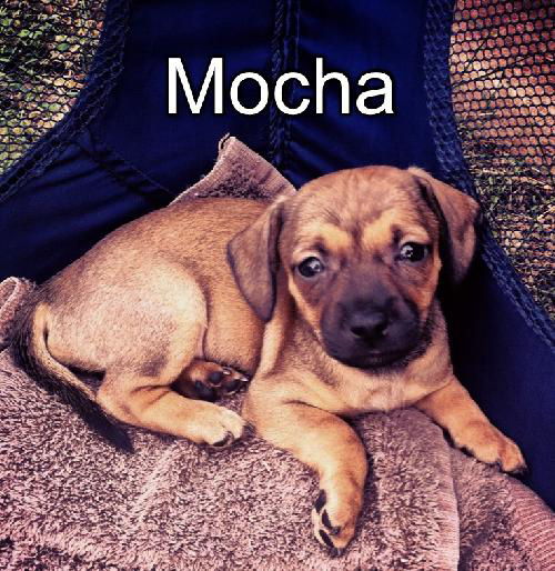 Mocha