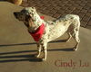 Cindy Loo