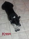 Krest