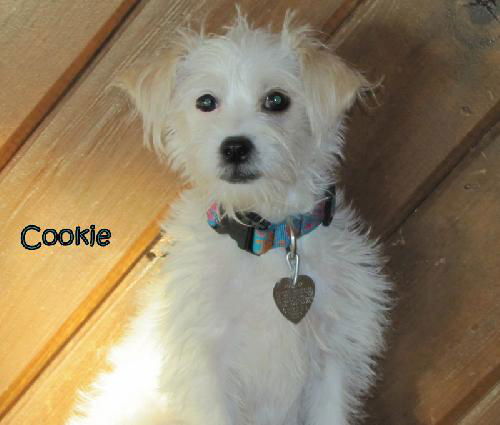 Cookie