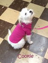 Cookie