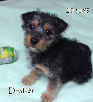 Dasher