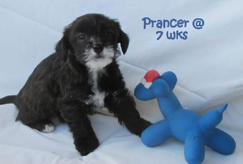 Prancer