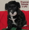 Prancer
