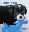 Comet