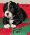 Comet