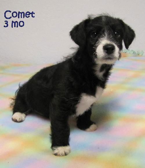Comet