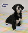 Comet
