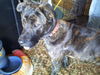 Jethro