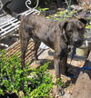 Jethro