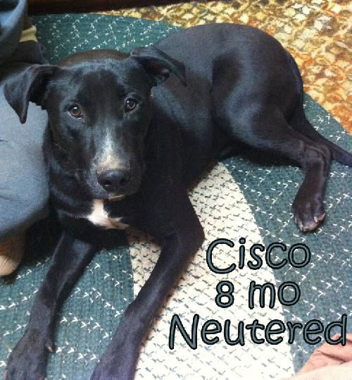 Cisco