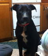 Cisco