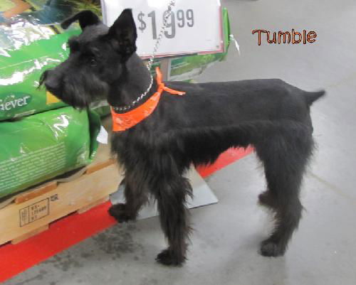 Tumble