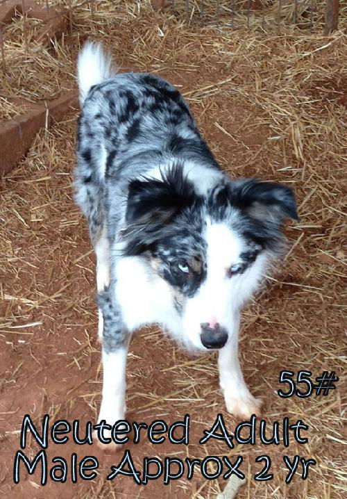 Bubba Merle