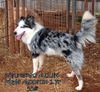Bubba Merle