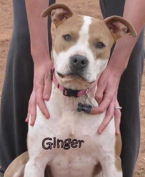 Ginger