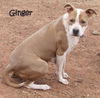 Ginger