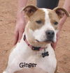 Ginger