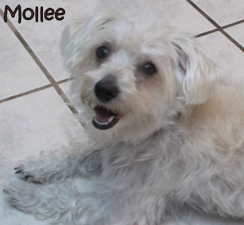 Mollee