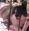 Buffy
