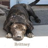 Brittney