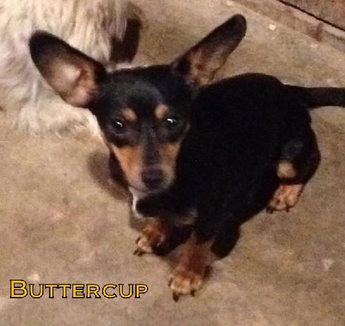 Buttercup