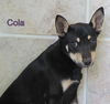 Cola