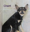 Cherri
