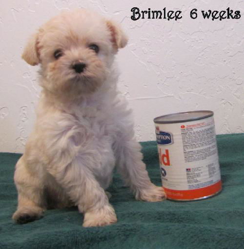 Brimlee