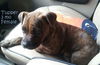 Tupper