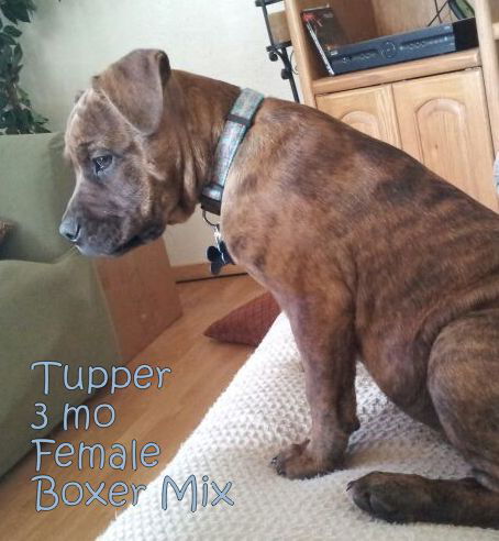 Tupper