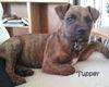Tupper