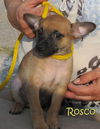 Rosco