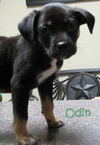 ODIN