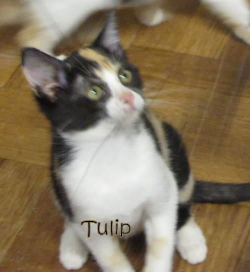 Tulip