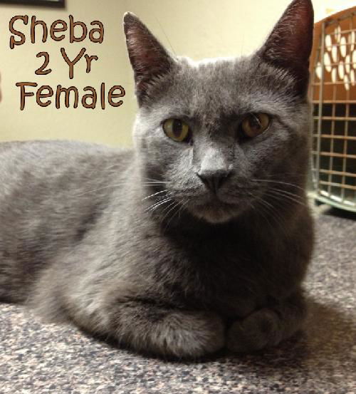 Sheba