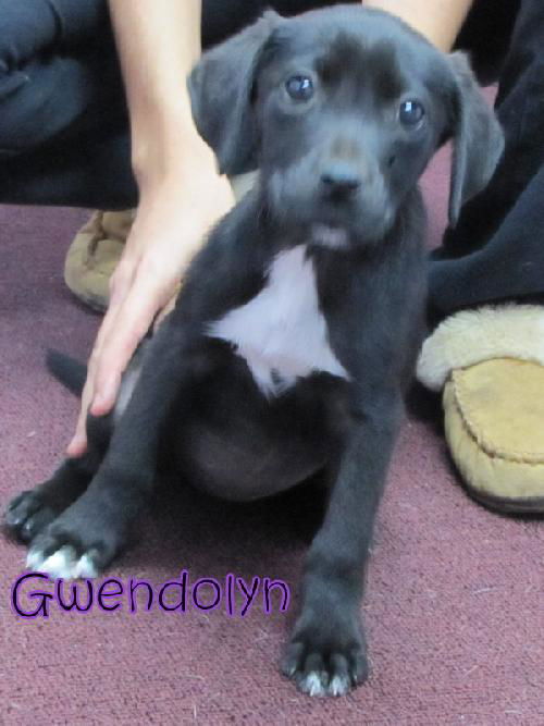 Gwendolyn
