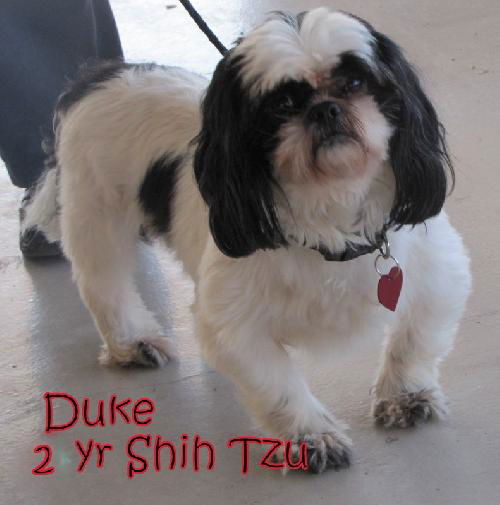 Duke