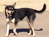 Buddy 2014