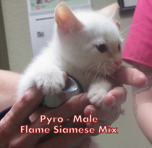 Pyro