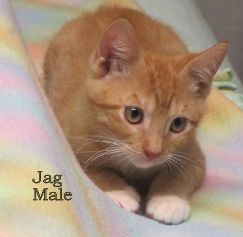 Jag