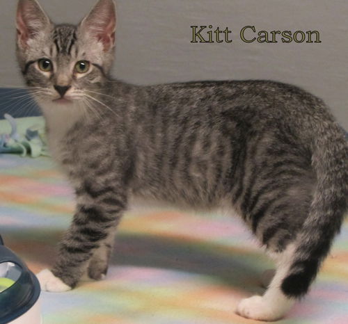 Kitt Carson