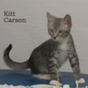 Kitt Carson