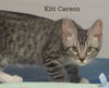 Kitt Carson