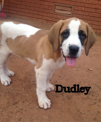 Dudley