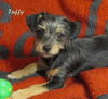 Tuffy