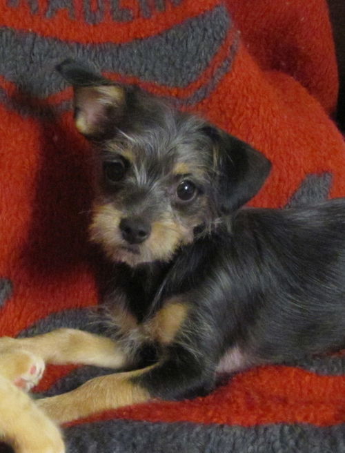 Tuffy