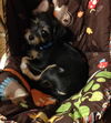 Tuffy
